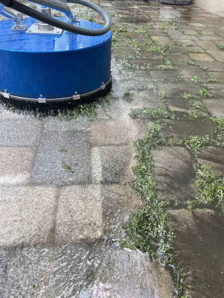 Blue rotary surface cleaner, partly cropped, working across wet pavers with green weeds growing in the joints